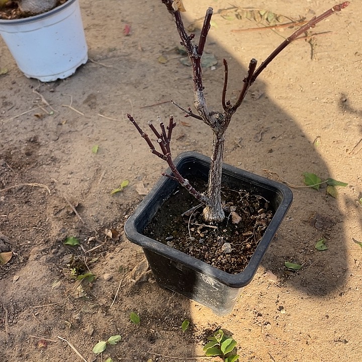 小***包无花朵25计划经济菊花菊花