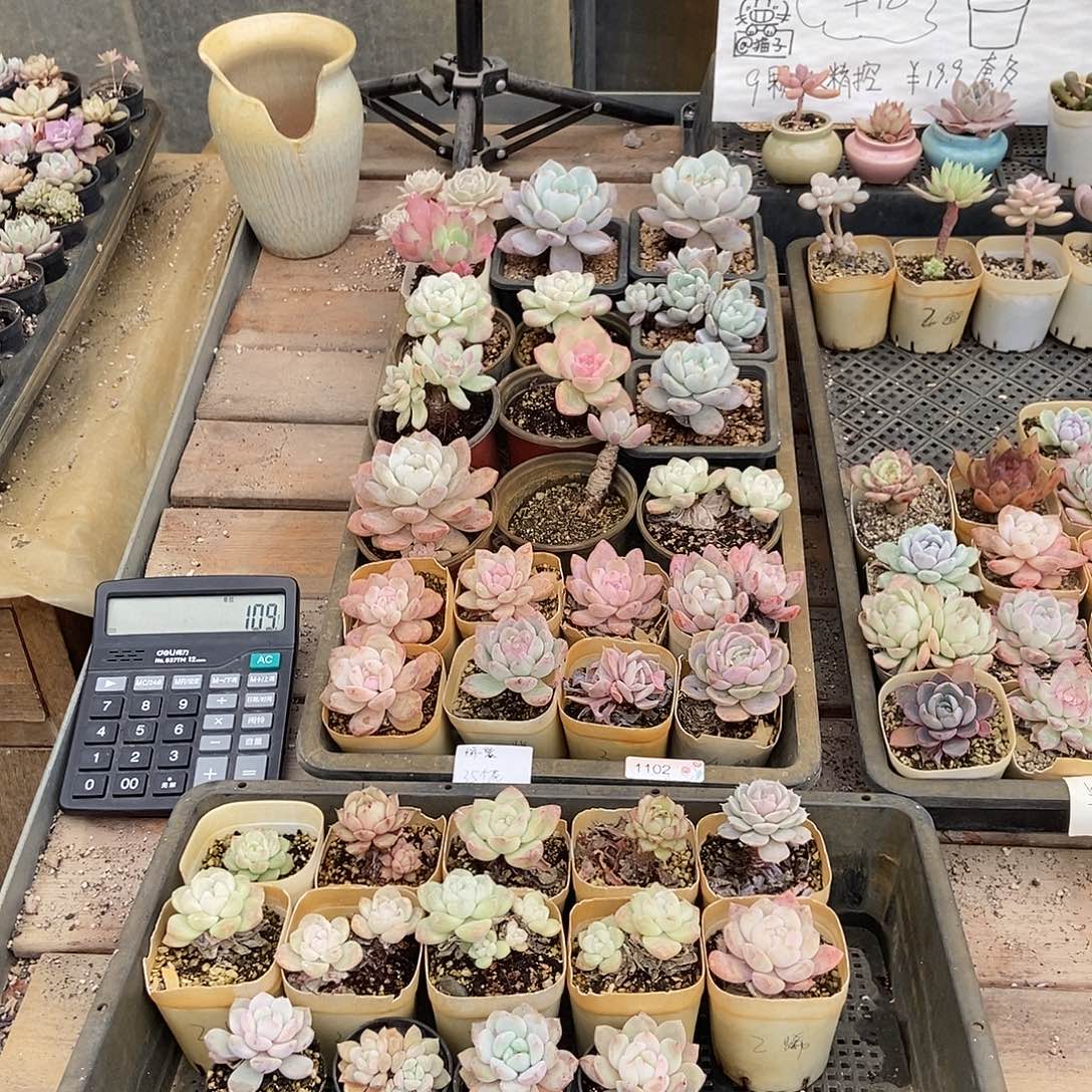 1102号花35个西崽专拍广东