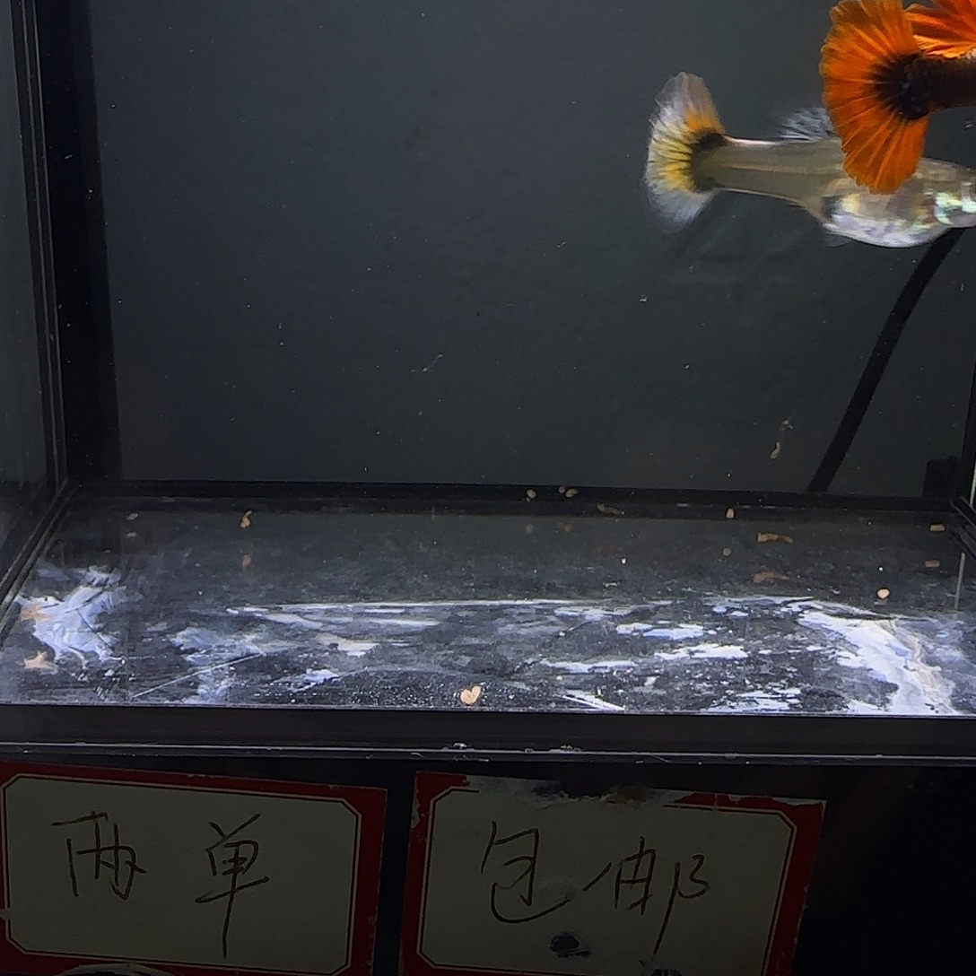孔雀鱼花蝴蝶一对