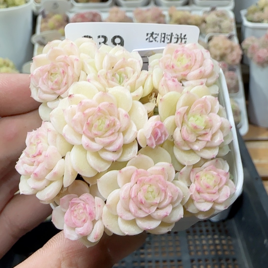 【闪购商品】0222-239（ppt-47）专拍