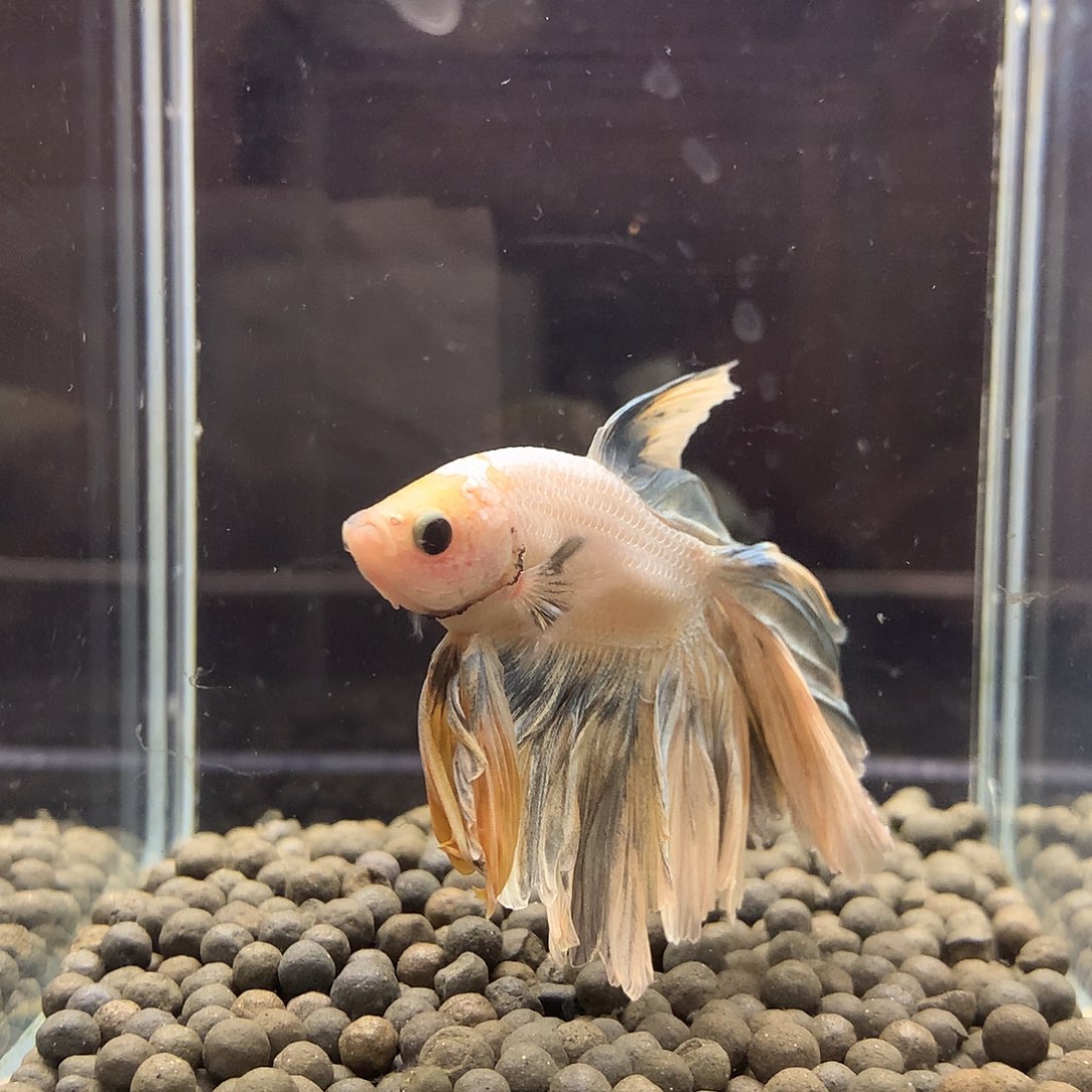 海水鱼七弟泰国斗鱼37