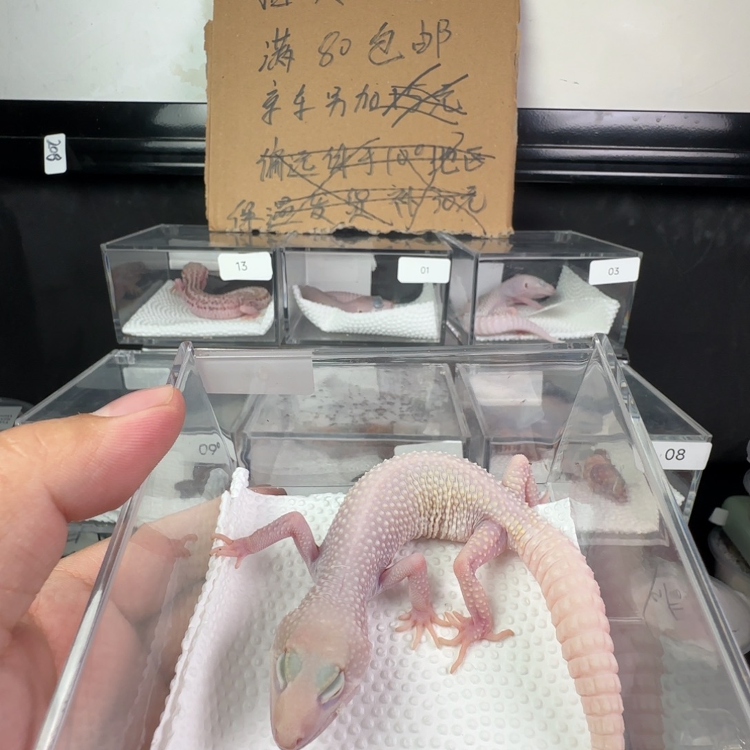 豹纹守宫恶魔白酒妹妹