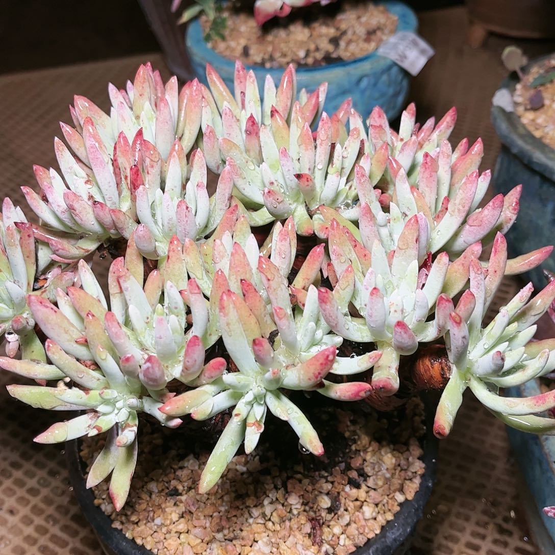 9422白鹭仙女杯多肉