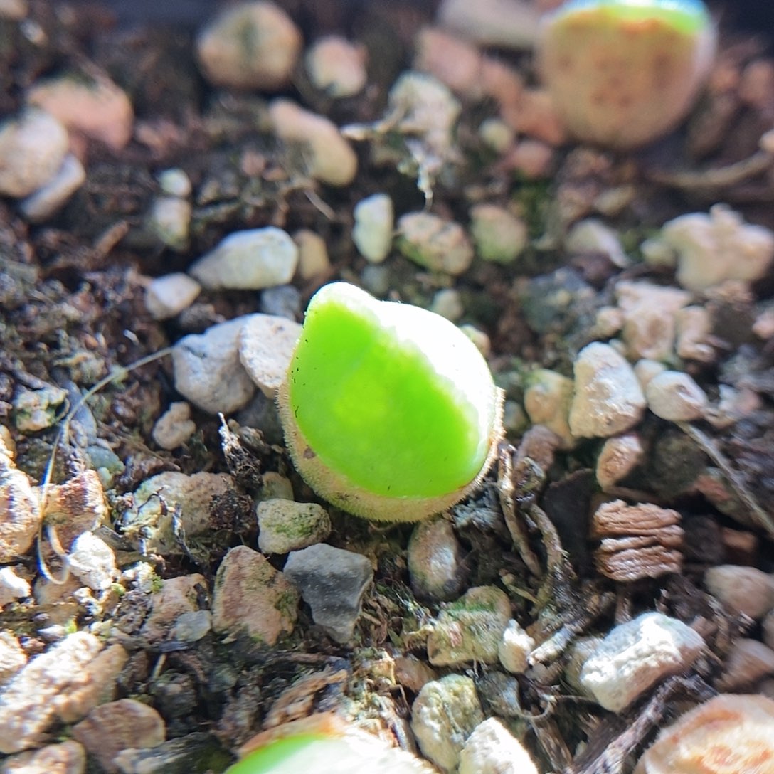 793大眼睛一颗二蜕苗子包邮