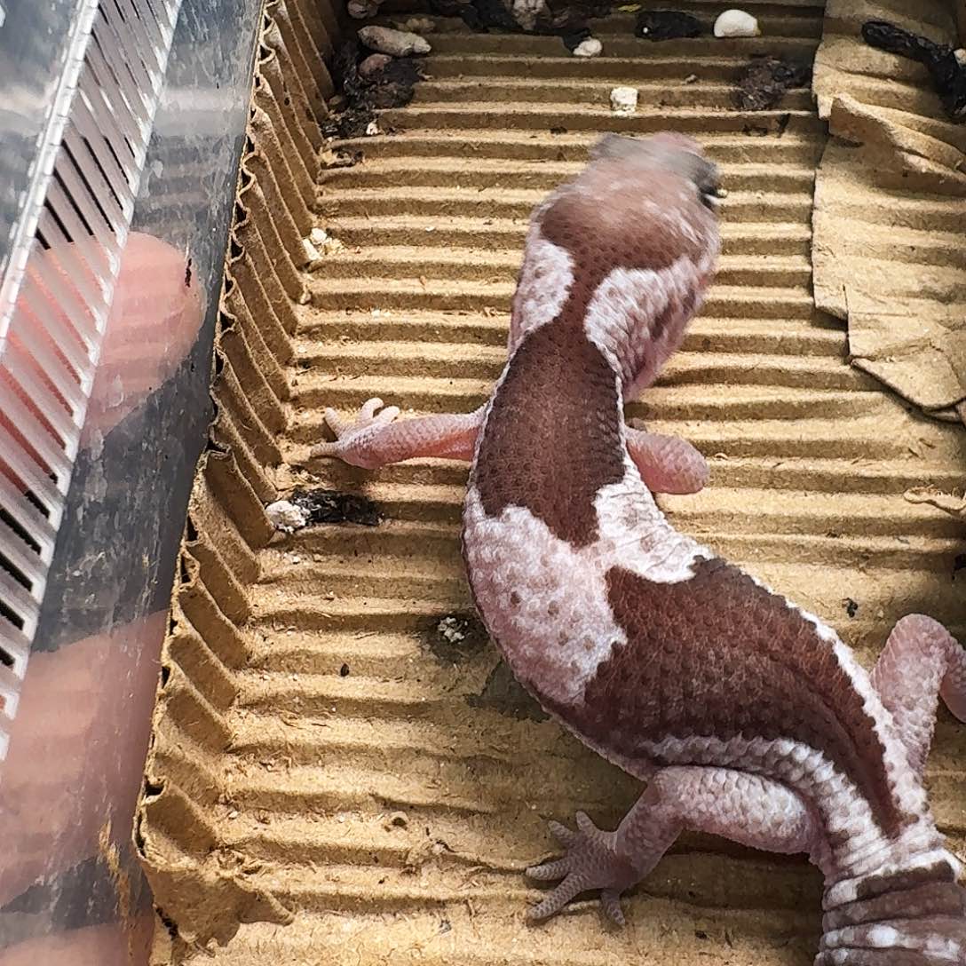 肥尾守宫高白奥利奥祖鲁