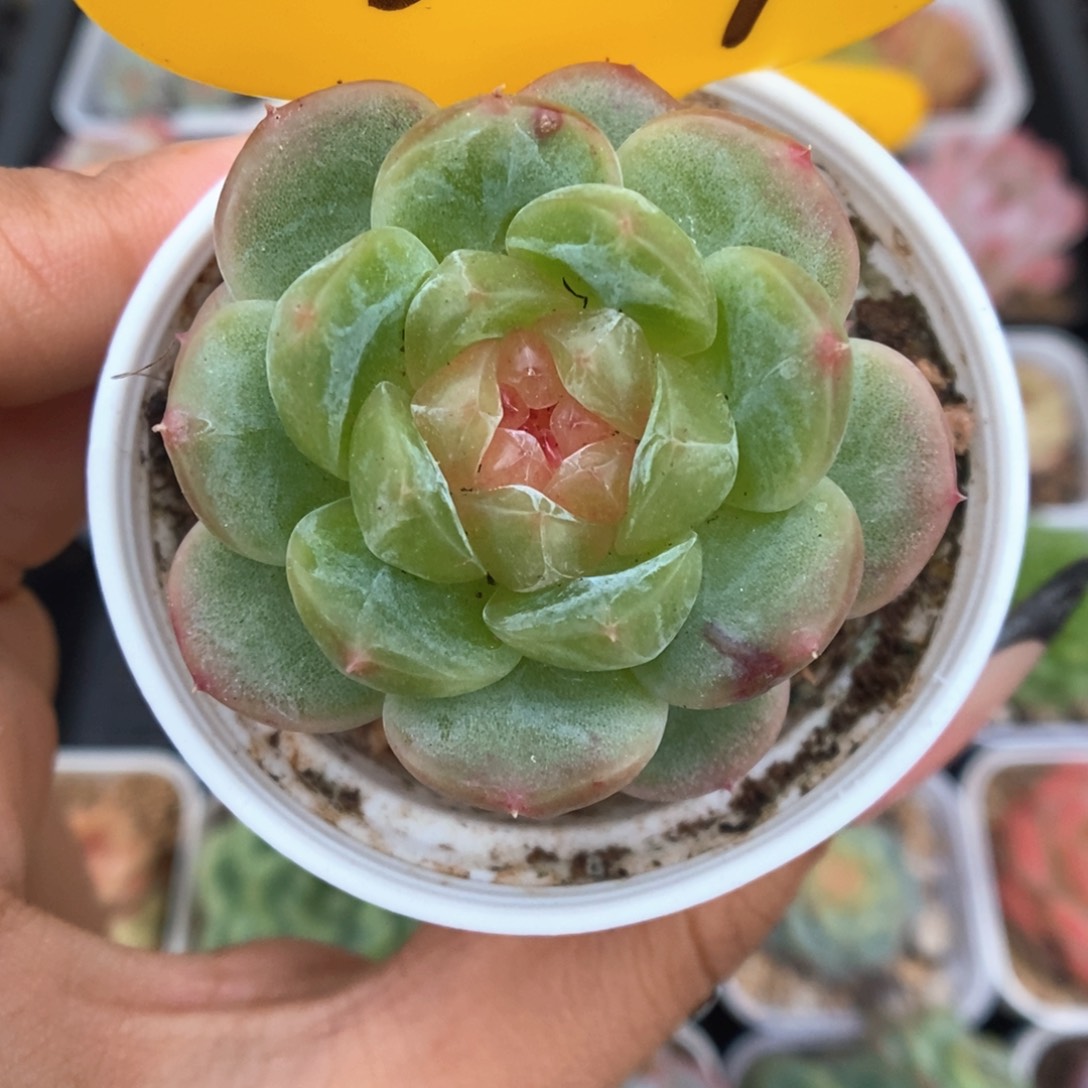 透心珍妮可拍3727号。 