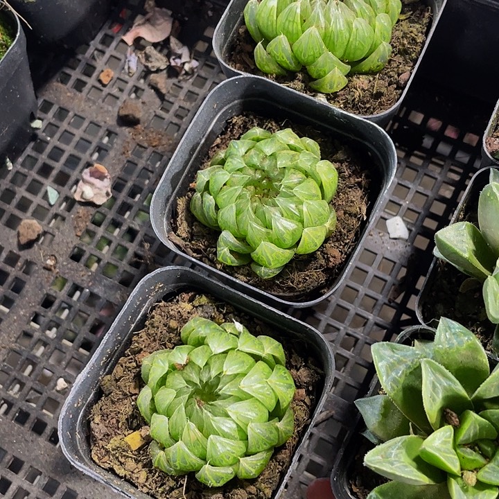 蝉翼3.8带盆土发货