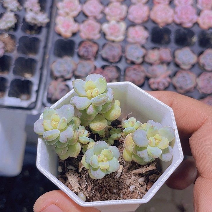 阳光玫瑰带土带盆