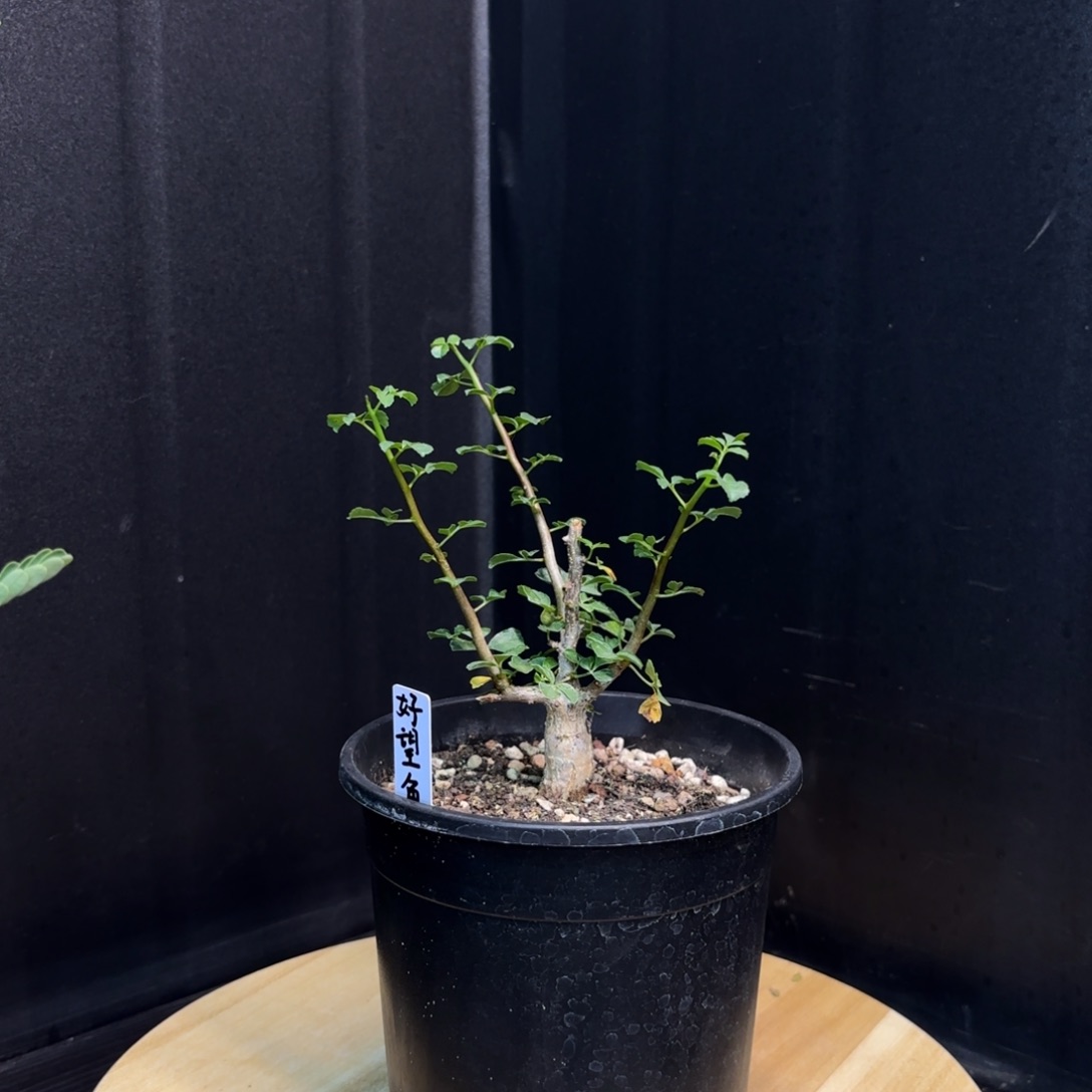 好望角十二骑士。 