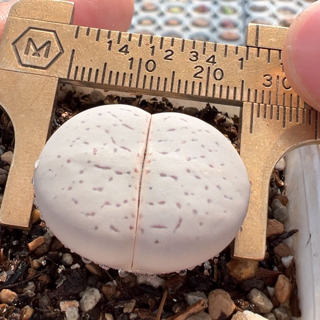 大白多肉植物百科369