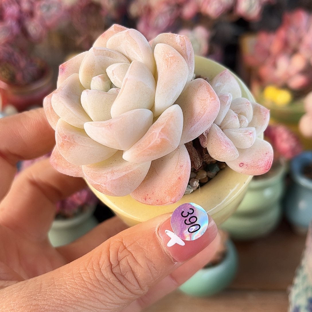 390 多肉含盆土30元包邮除偏远