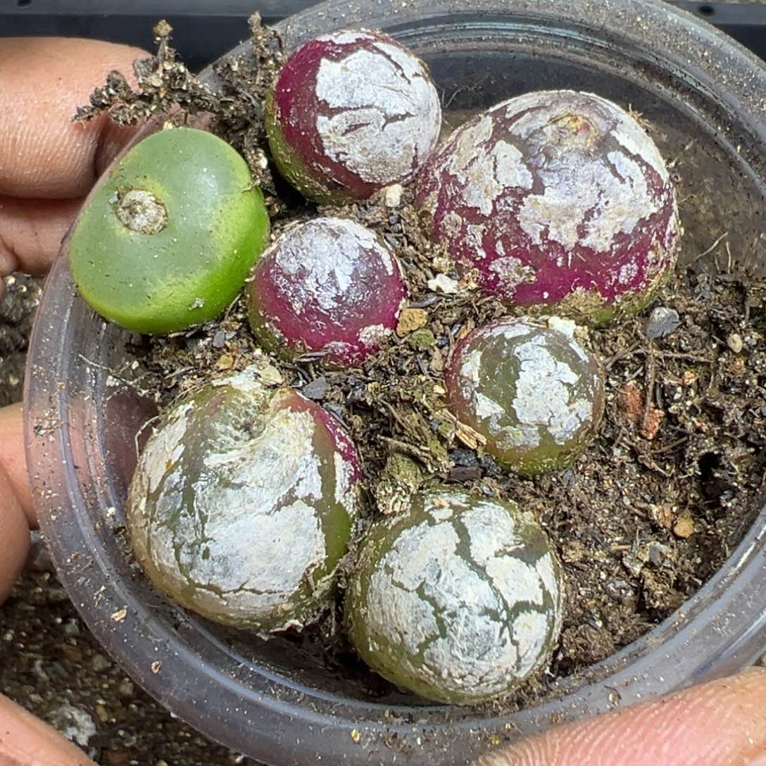 【闪购商品】 504。   