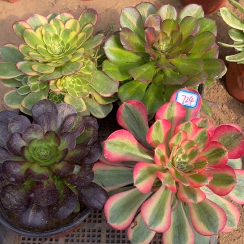 724多肉植物组合