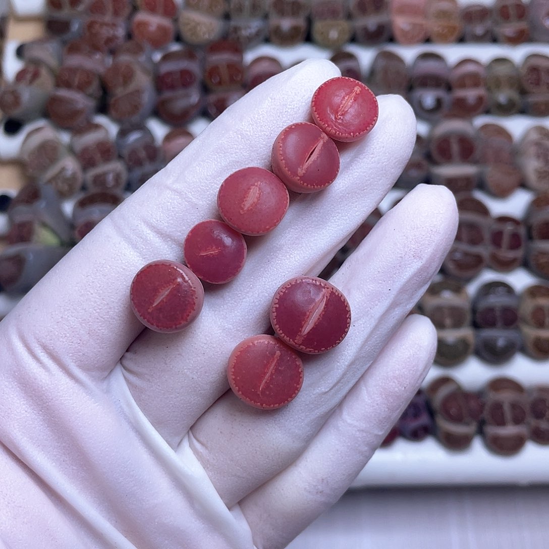 88 净窗……………………