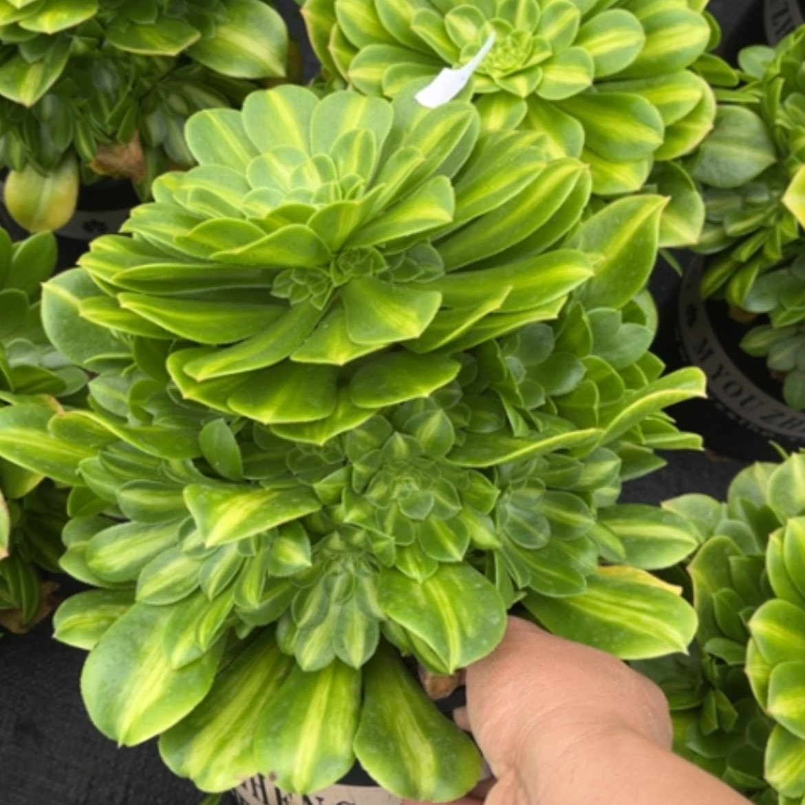 【闪购商品】86翡翠琉璃多肉法师