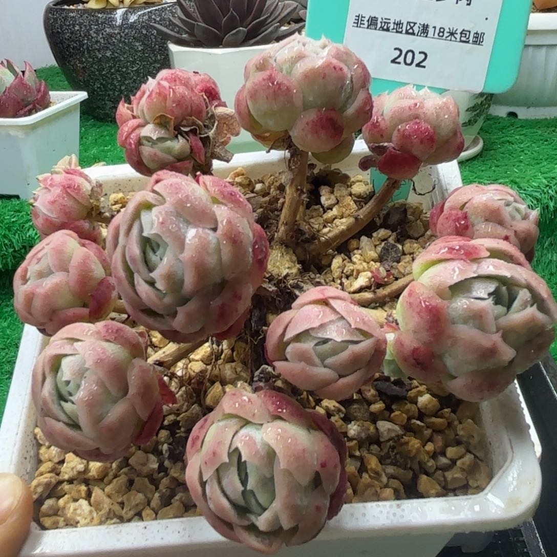 唐二姐多肉编号202