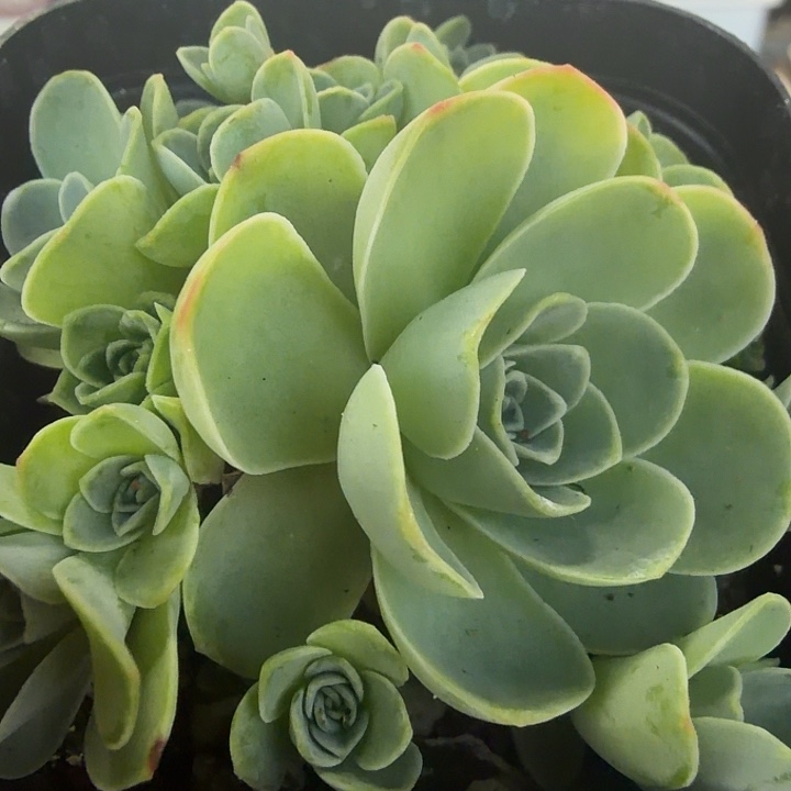 山地玫瑰满12.9包邮