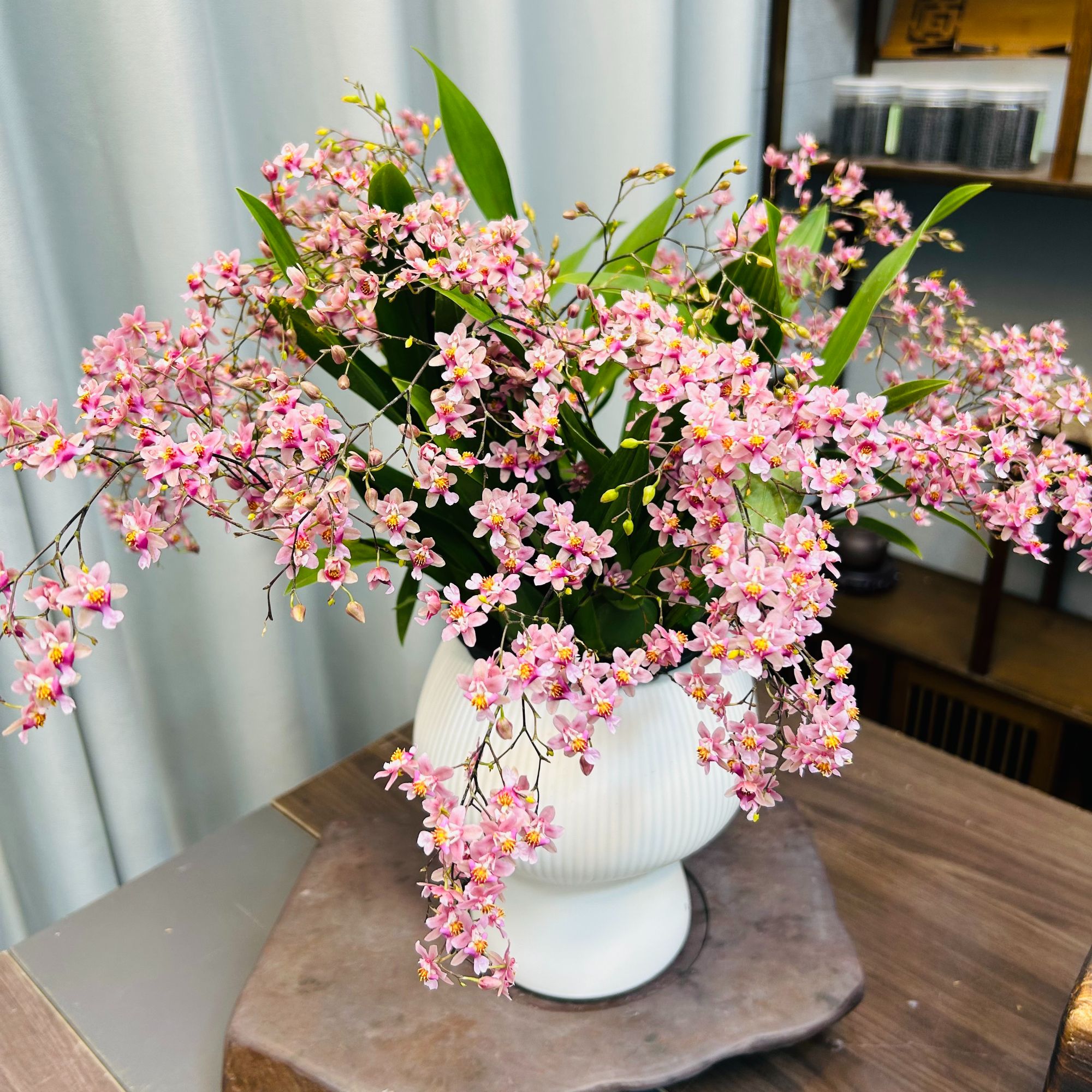 梦香兰7-9支花剑文心兰基地直发带蘑菇花盆发货