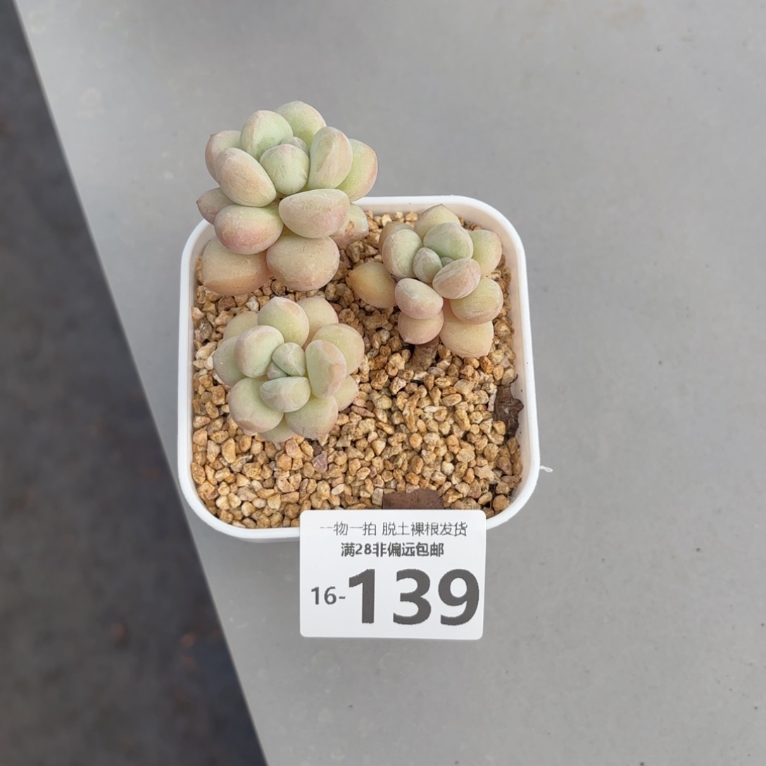 泡泡糖老桩多肉多肉多肉