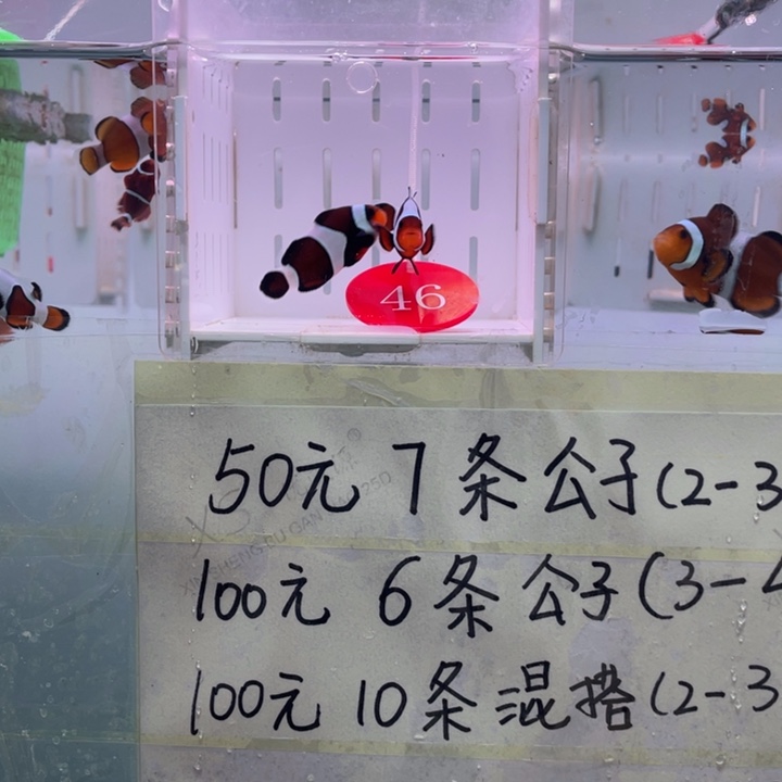 海水鱼精品玛瑙2条4-5