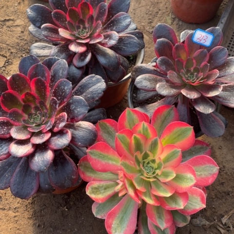 313多肉植物组合