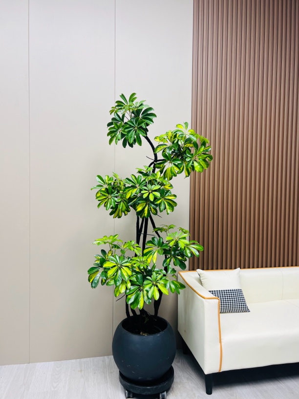 造型鸭脚木客厅大盆绿植八方来财鸭脚木净化空气室内观赏绿植