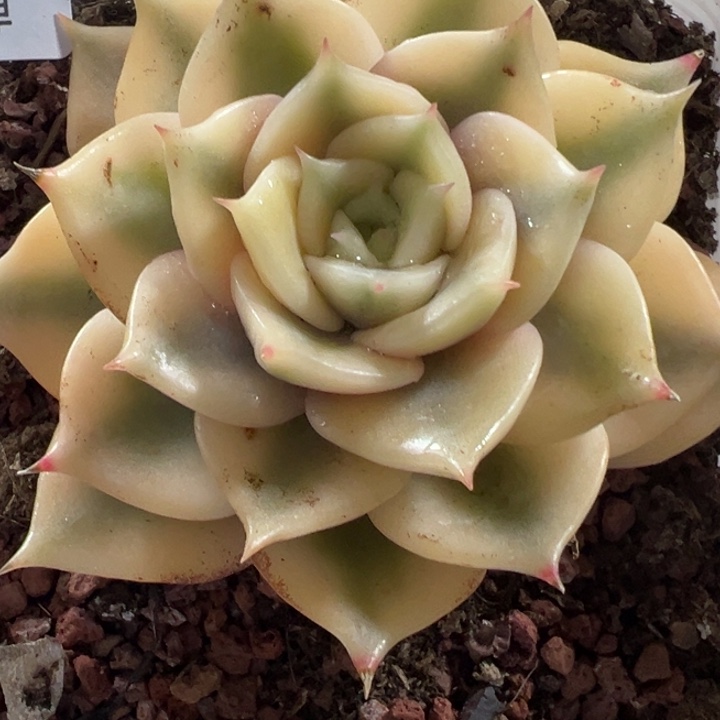 贝加尔湖里多肉植物105