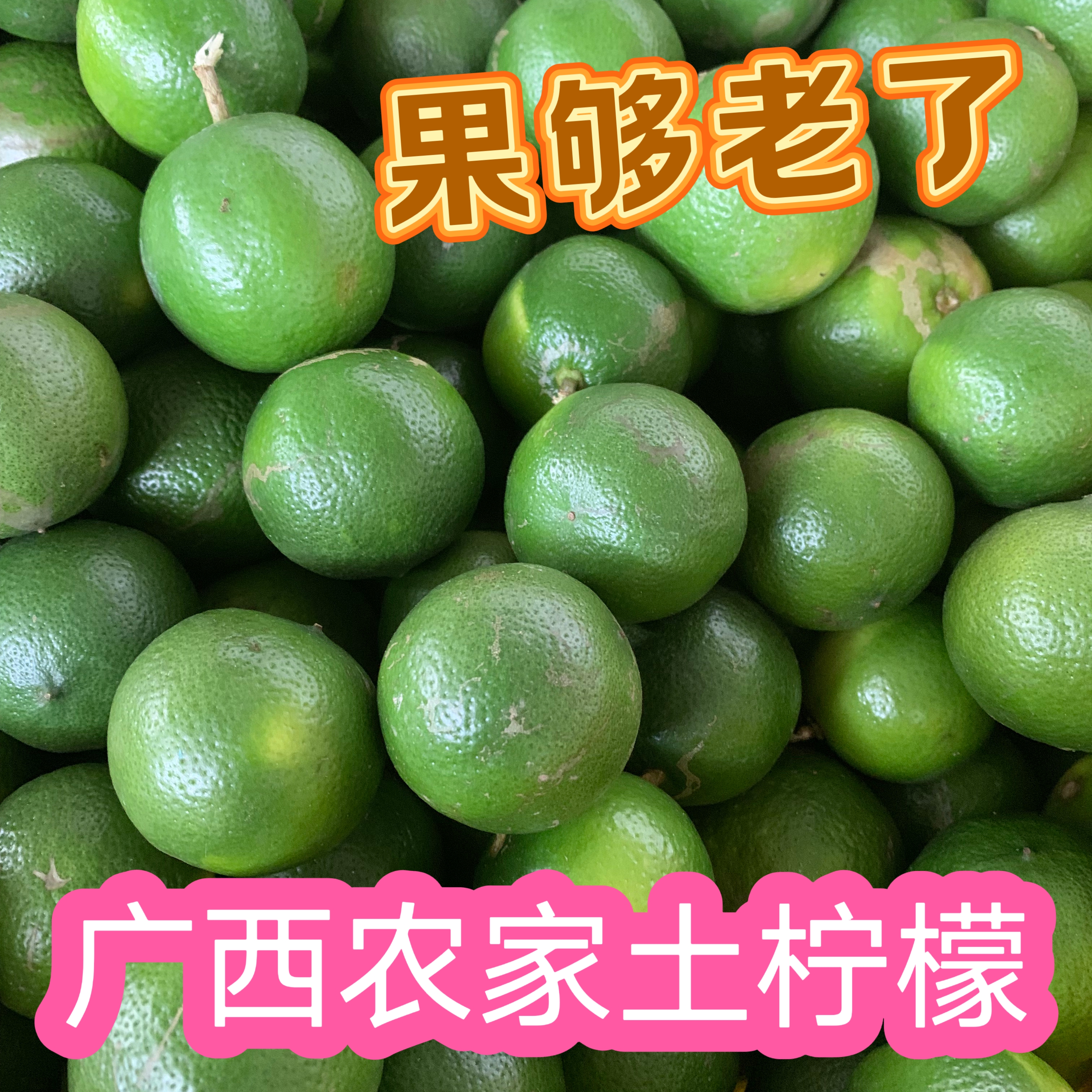 土柠檬熟啦新鲜采摘  正宗广西老品种圆土柠檬  牛脚子  腌咸柠檬