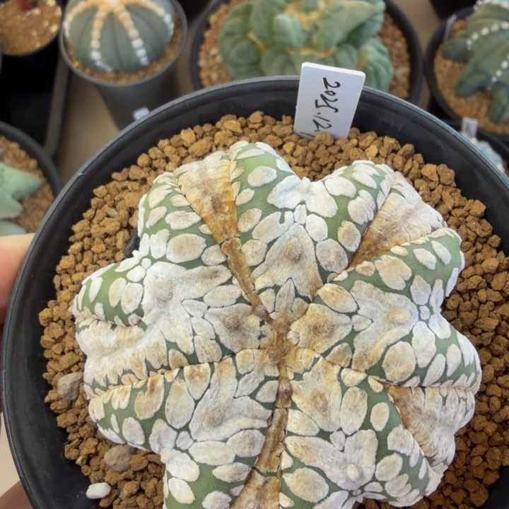 五棱5腹宽腿宽v兜