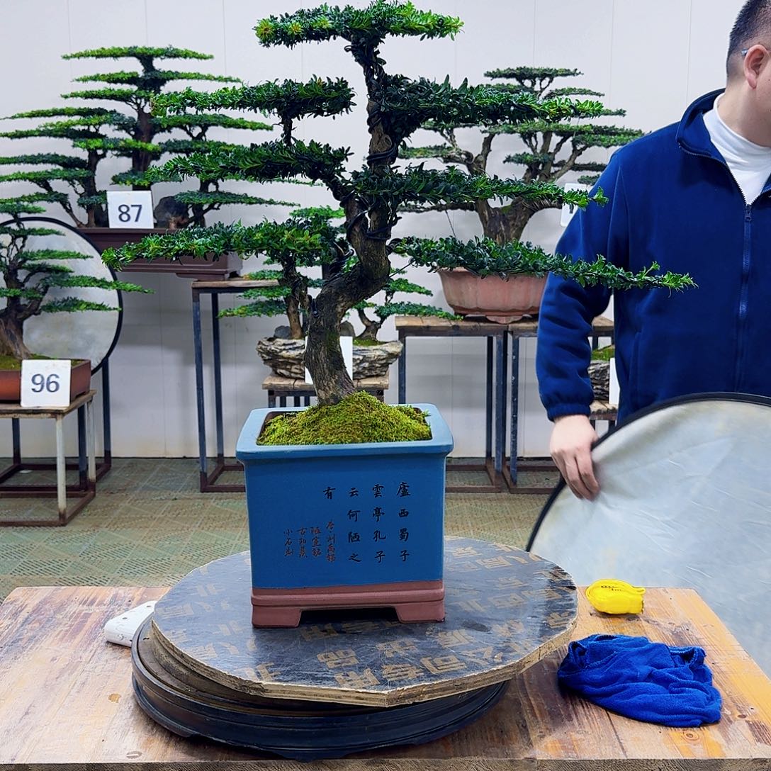 无花朵柏树造型盆景