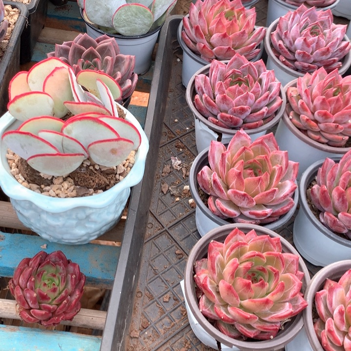 日系白眉4颗带盆土两单包邮