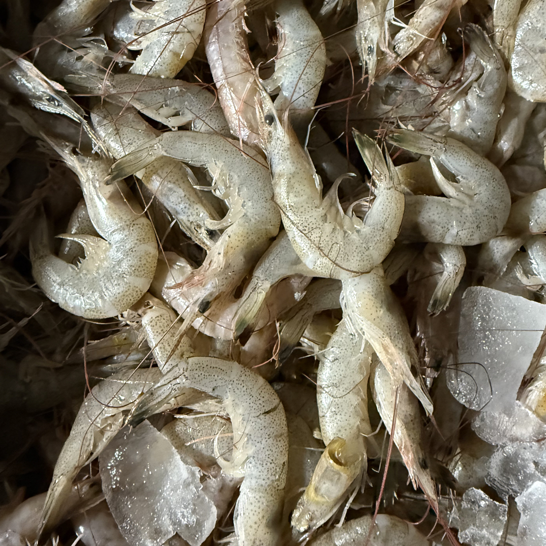 【小虾】旅顺渤海湾纯野生小白虾，有掉头黑头残虾，介意勿拍，扒虾仁