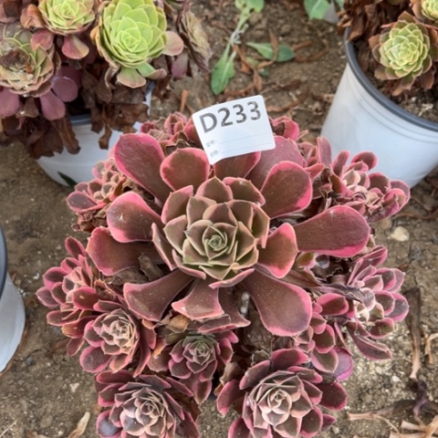 多肉植物皇后捧花