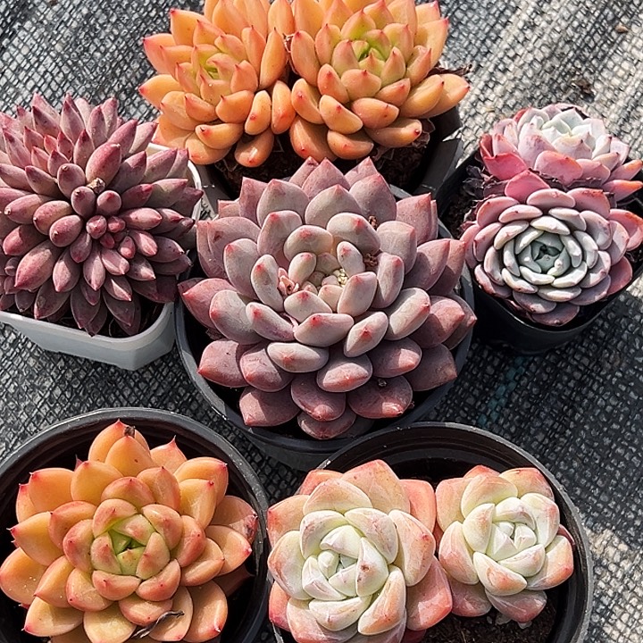 玥****双头星空，单头星空，双头冰玉，大单头半夏，双头金鱼姬，拉菲