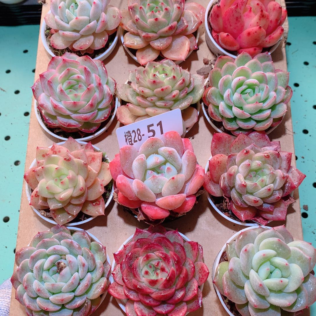 28-51一物一拍多肉带盆18颗