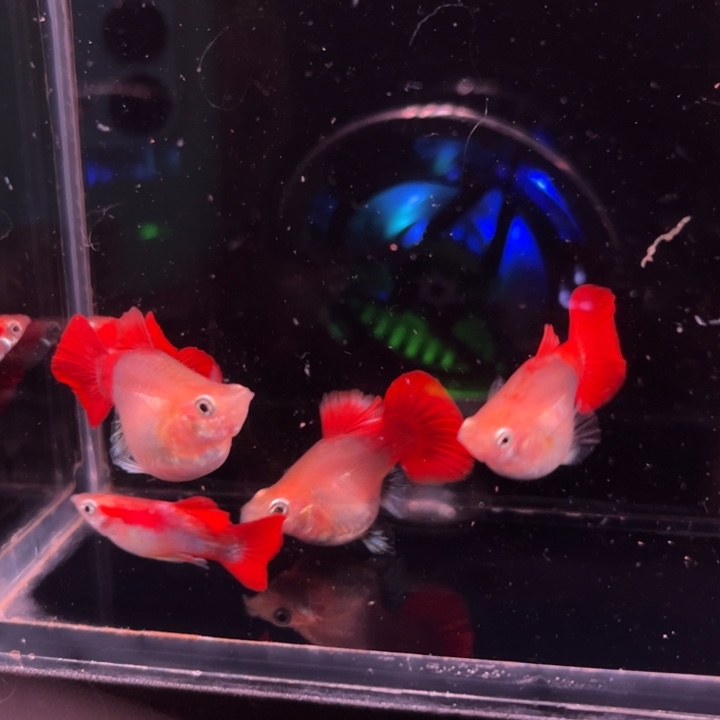 海水鱼黄暴球种鱼3母2公