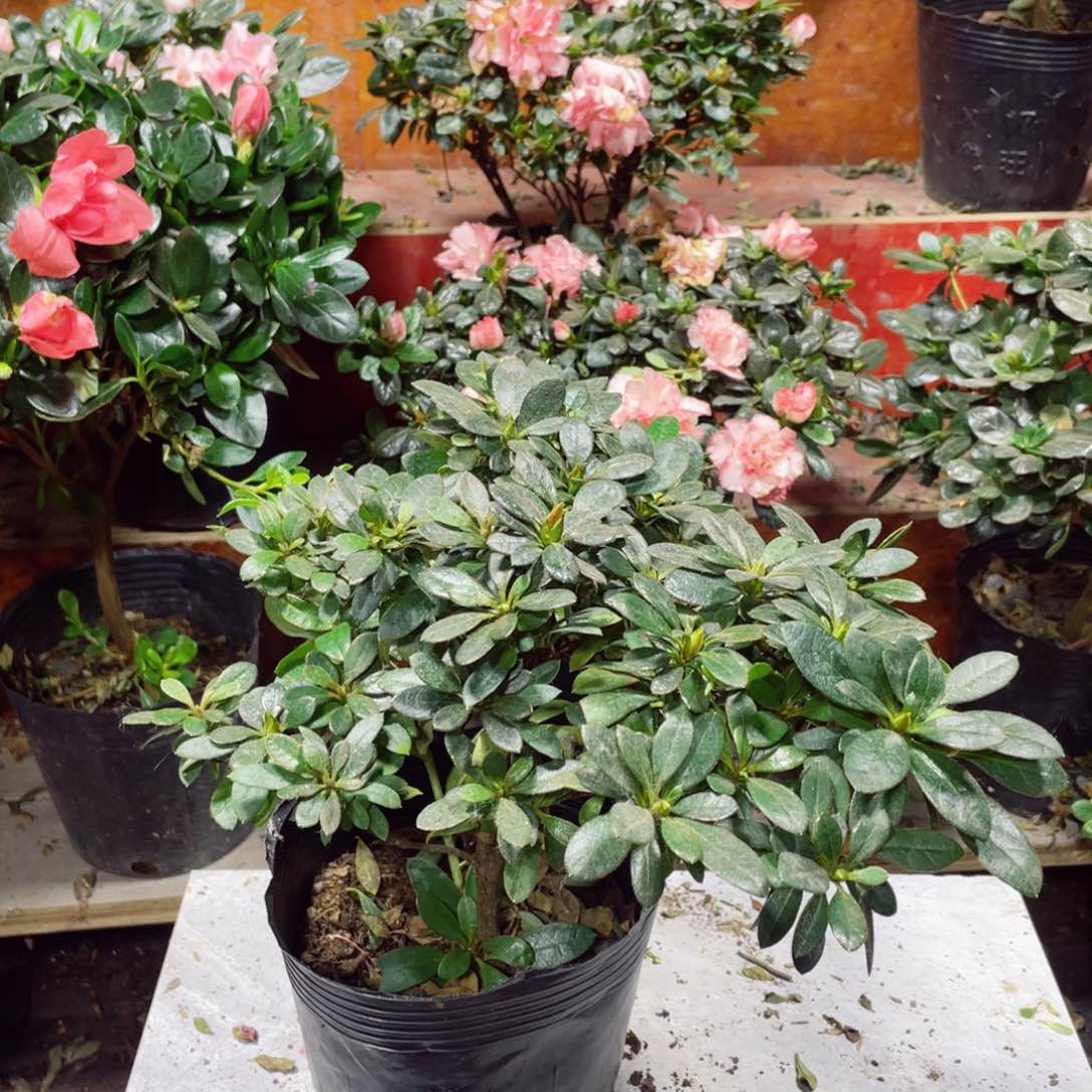 无花朵红西玛杜鹃