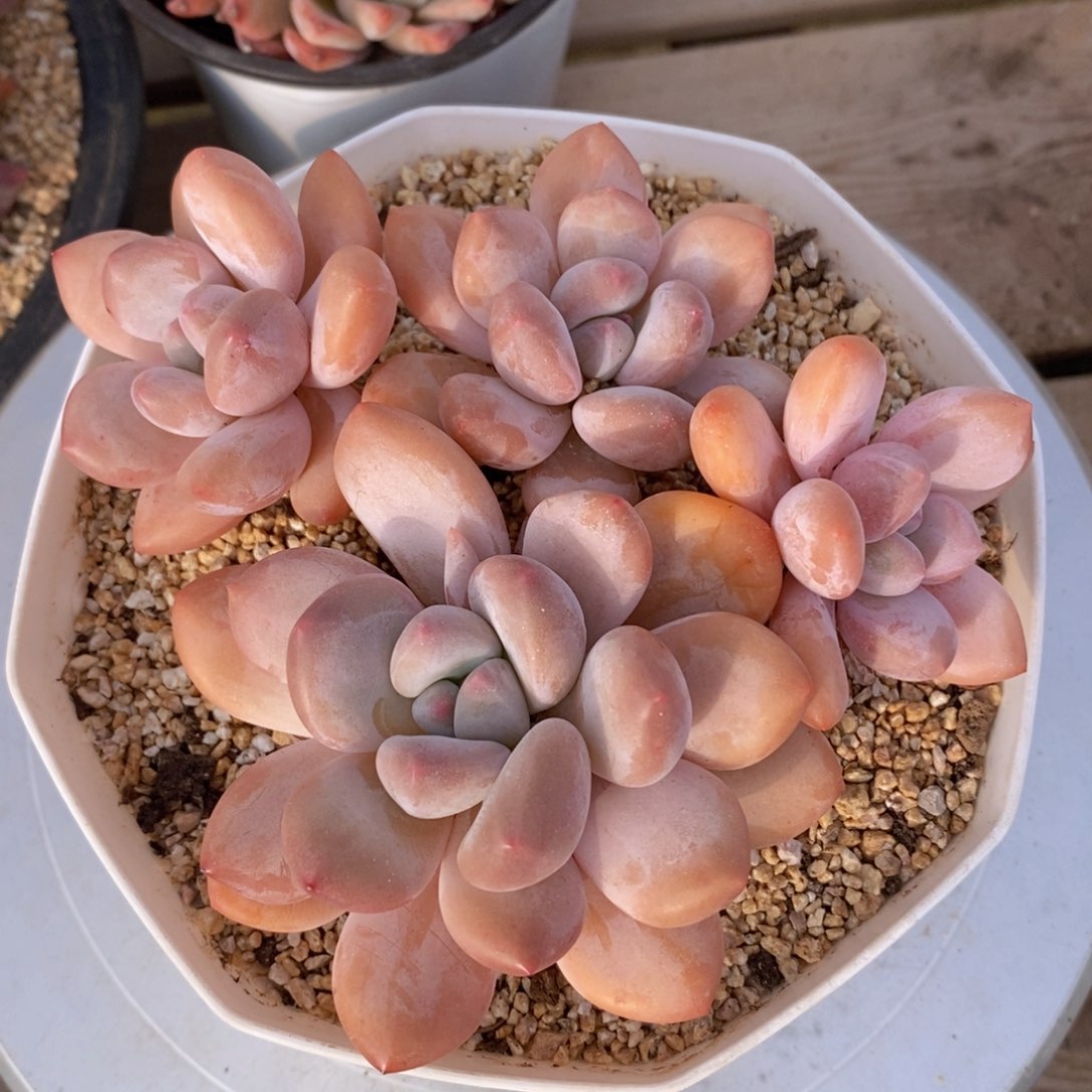 可问主播品种，下滑链接更多品种多肉选择