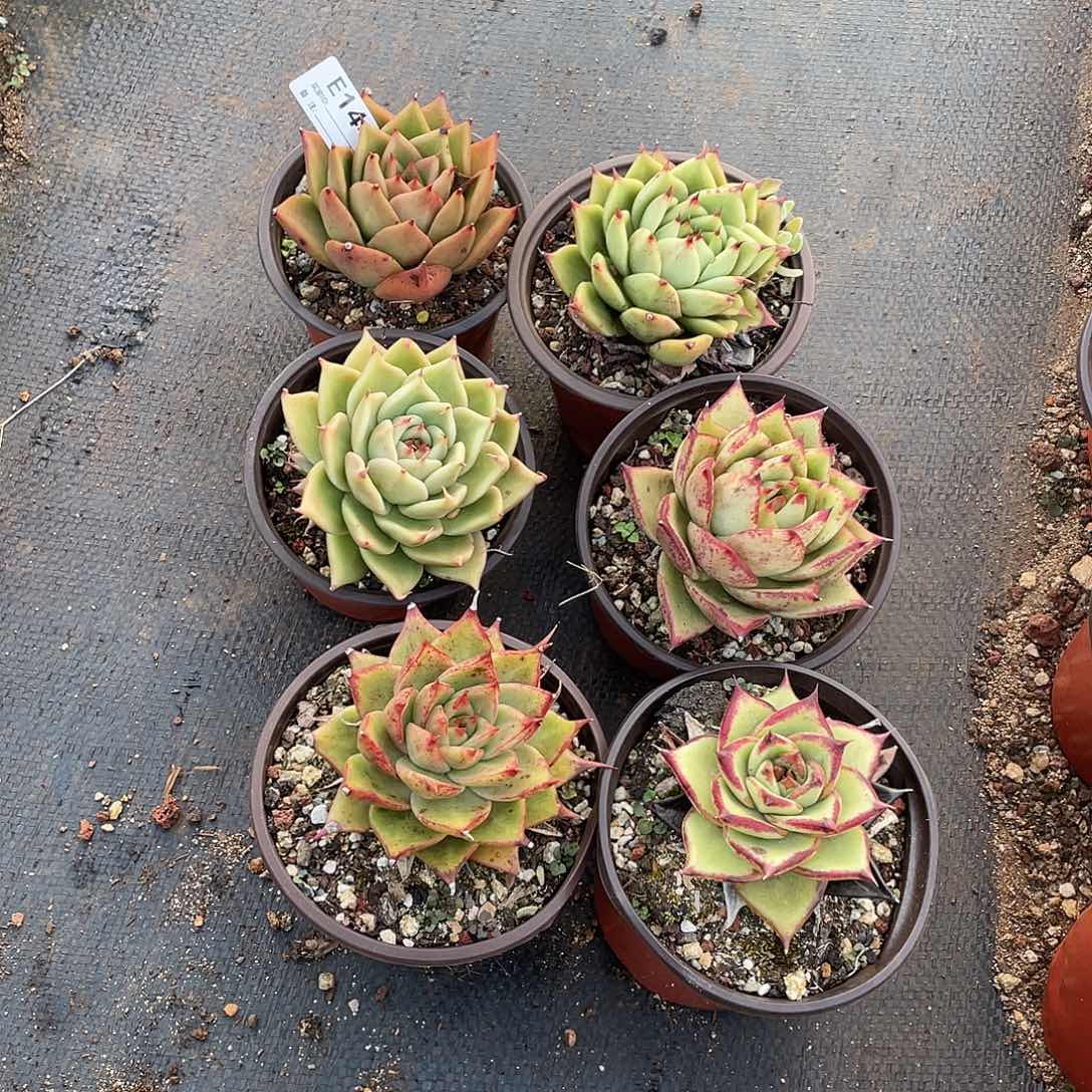 若如东云多肉E144