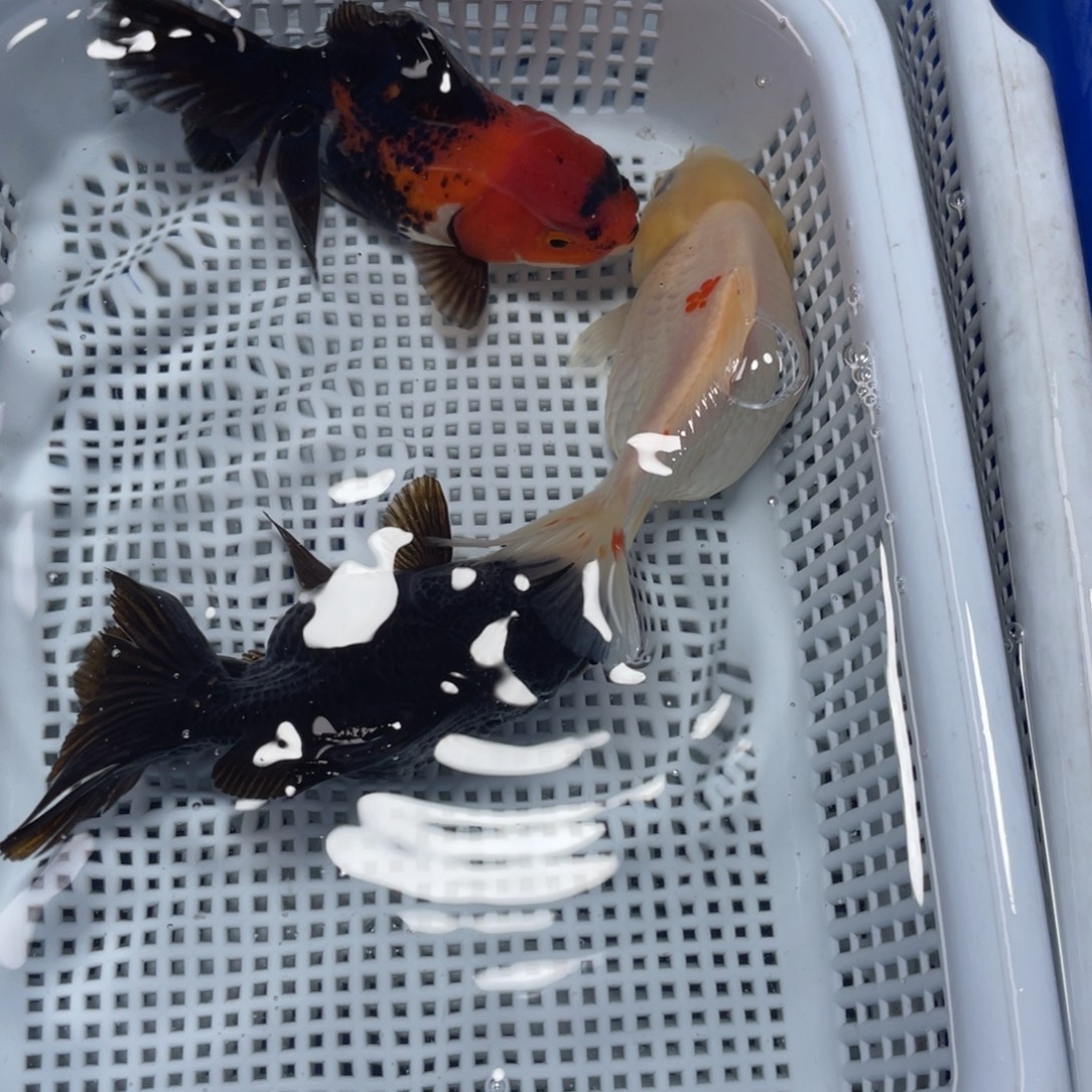 海水鱼花泰狮金鱼6号