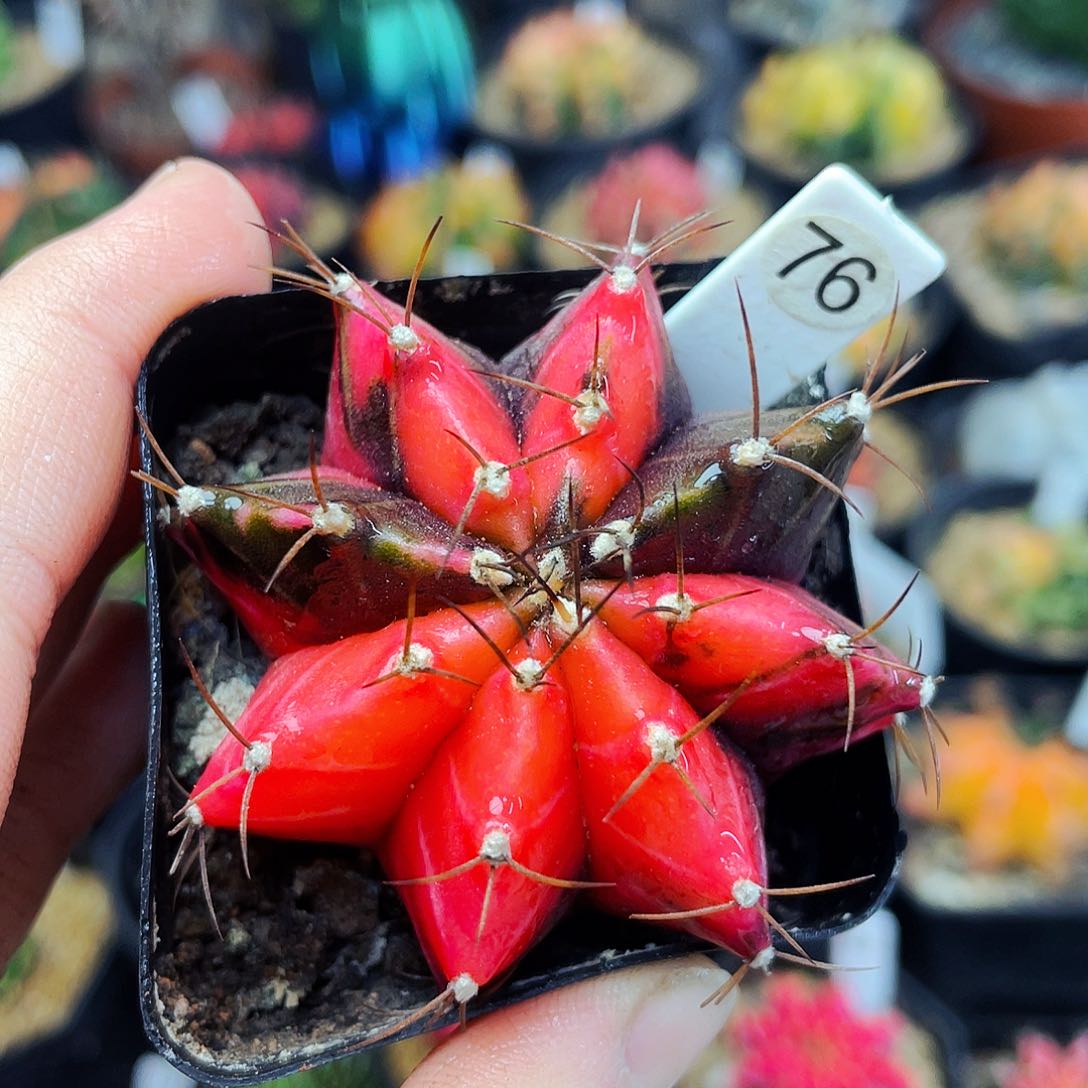 非偏远地区满25包邮仙人球