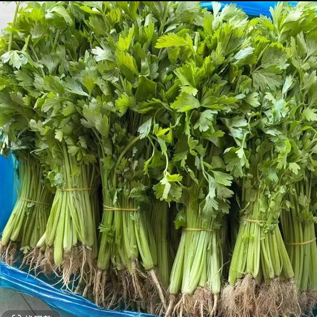 【顺丰包邮】苏北农家本地小香芹现挖现发