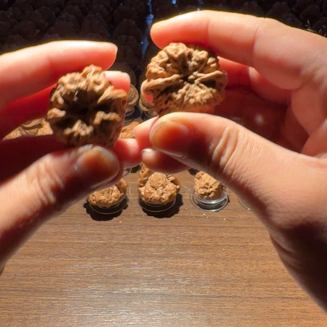 骨***涛手串/手链核桃蛤蟆的眼睛是真的好看