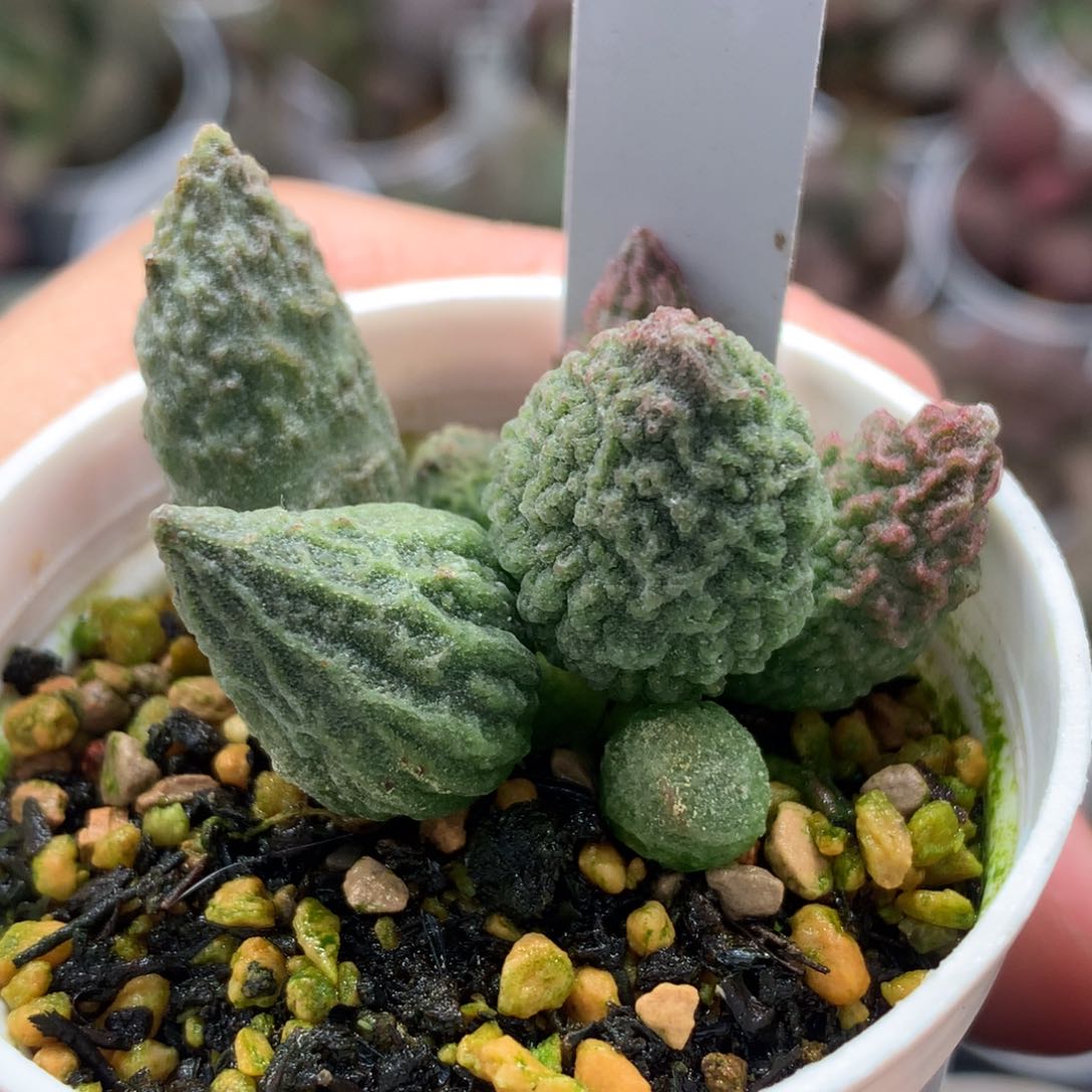 实生新品水泡 多肉植物水泡