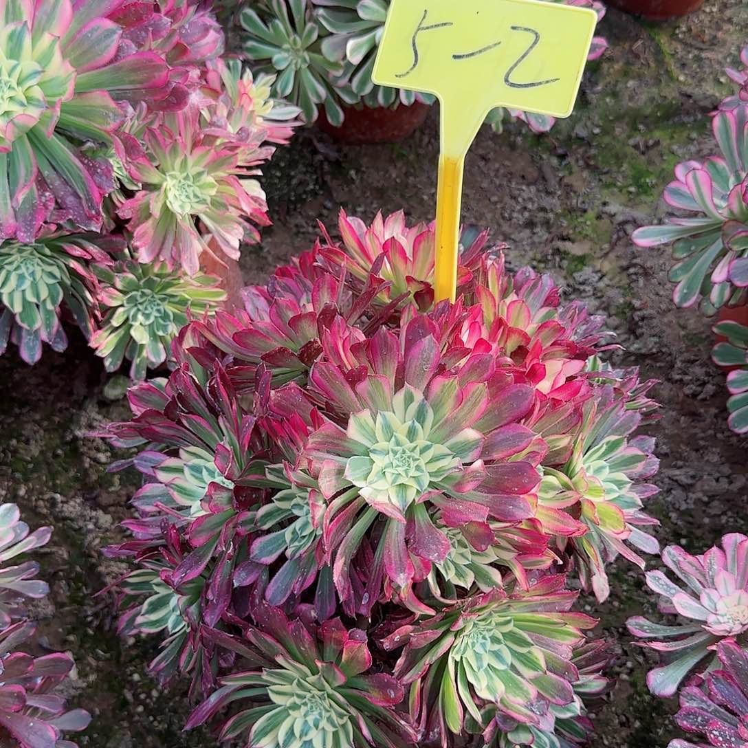 5-2+-+天河多头多头多肉