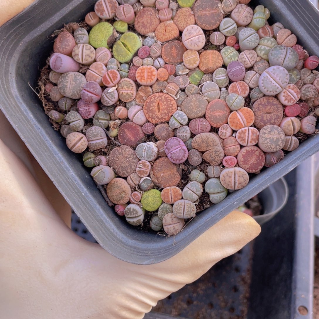 一盒彩切88888888888