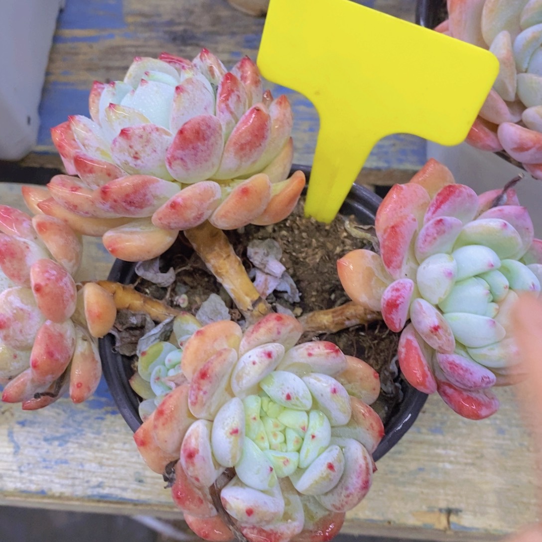 快乐至上，开心无价，一物一拍