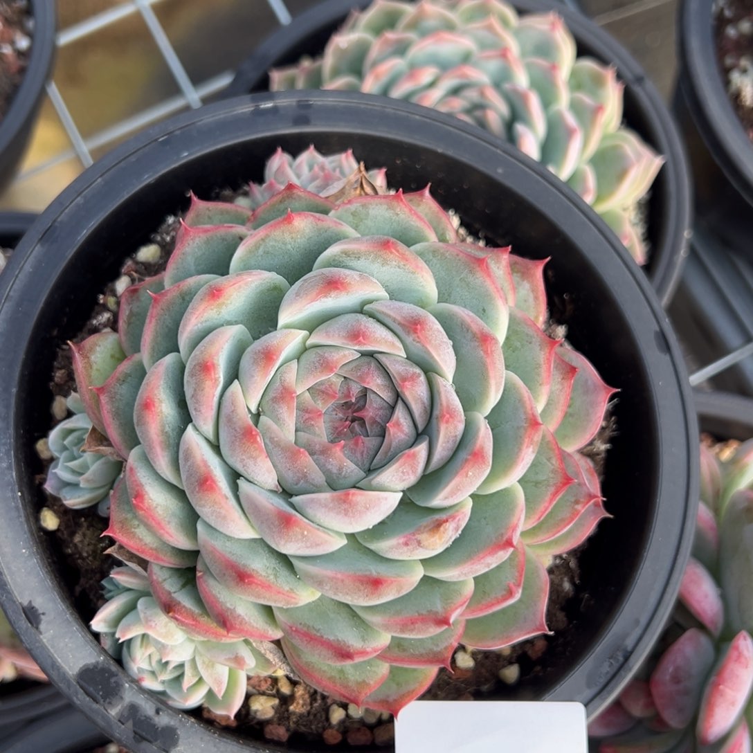 在****怪2265肉肉肉肉肉肉肉