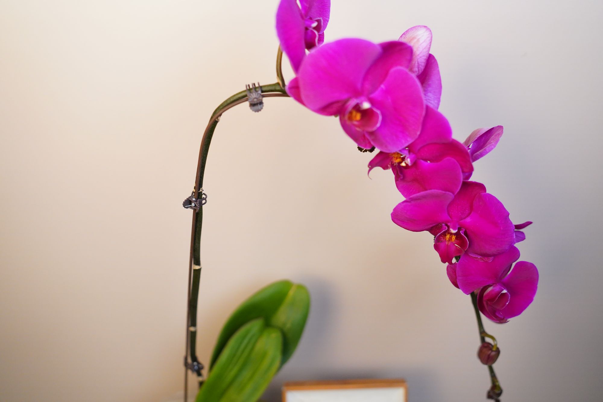 朝暮里蝴蝶兰（大辣椒3.0全花）开花珠发货