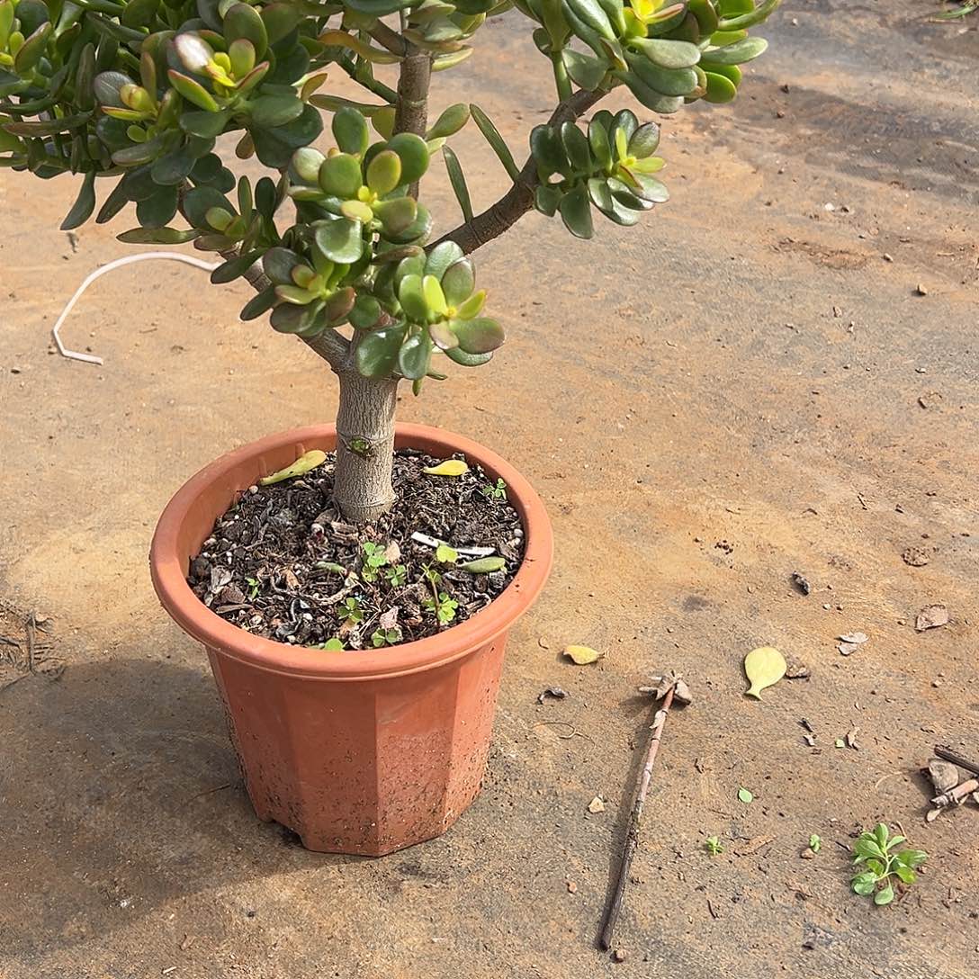 蓝***具5年摇钱树带土球发货